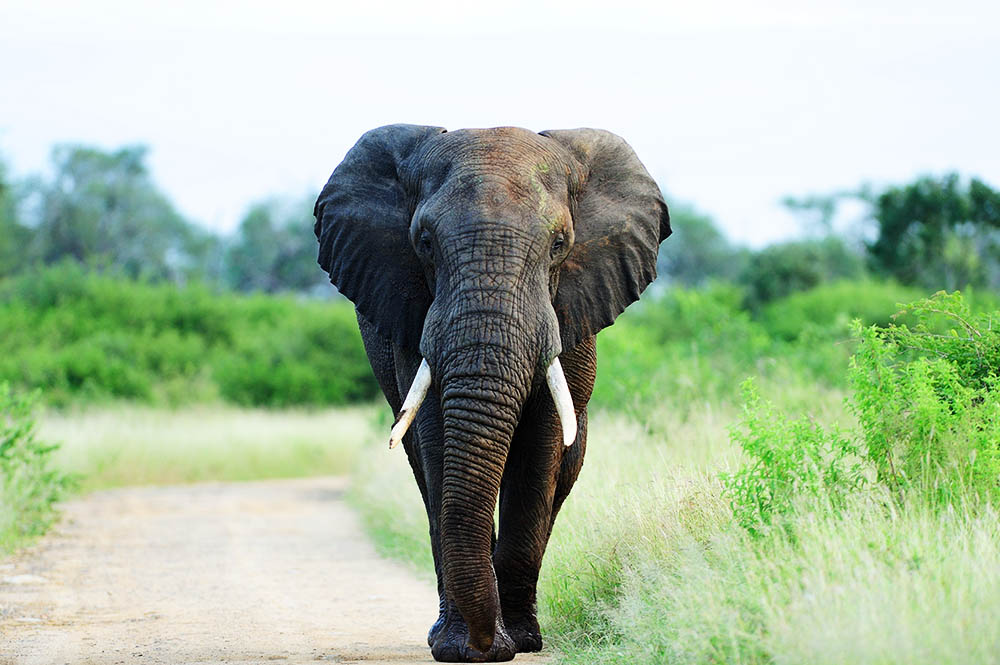 Descubre la fascinante anatomía animal: ¡Aprende todo sobre su estructura y funcionamiento!